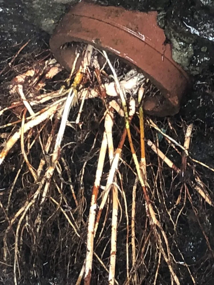 Slide of Drains By James