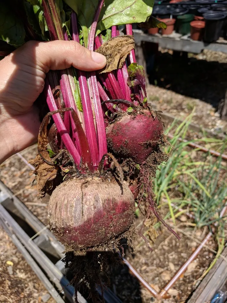 Slide of Drippin' Irrigation