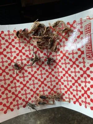 Eco Friendly Services