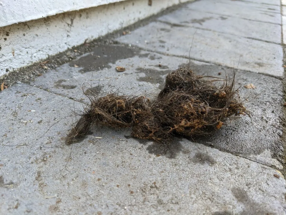 Slide of Elite Rooter