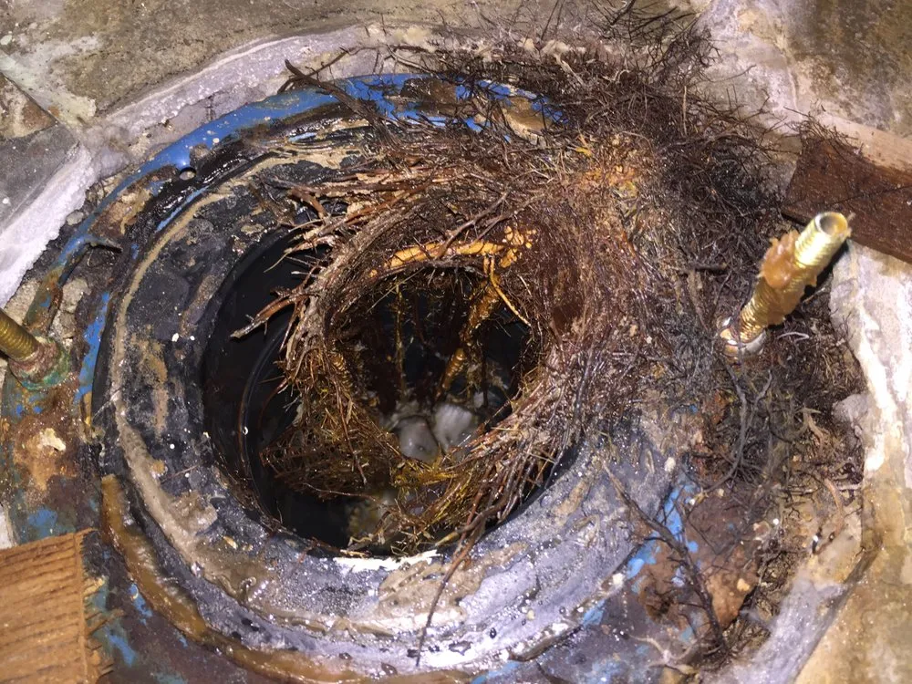 Slide of Elite Rooter