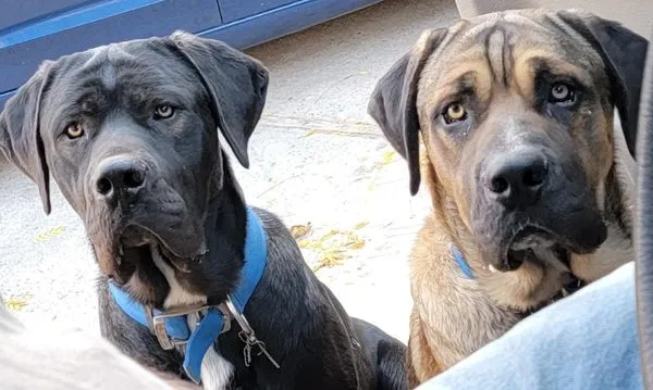 Factotum Handyman Logo