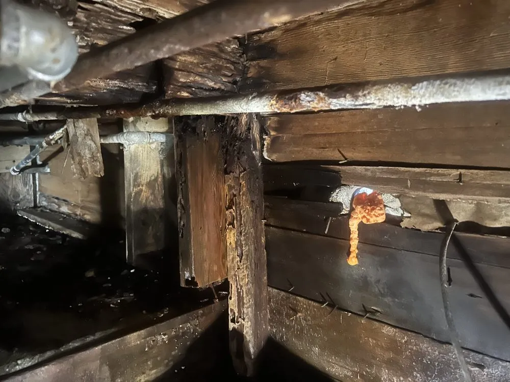 Slide of Fig's Plumbing