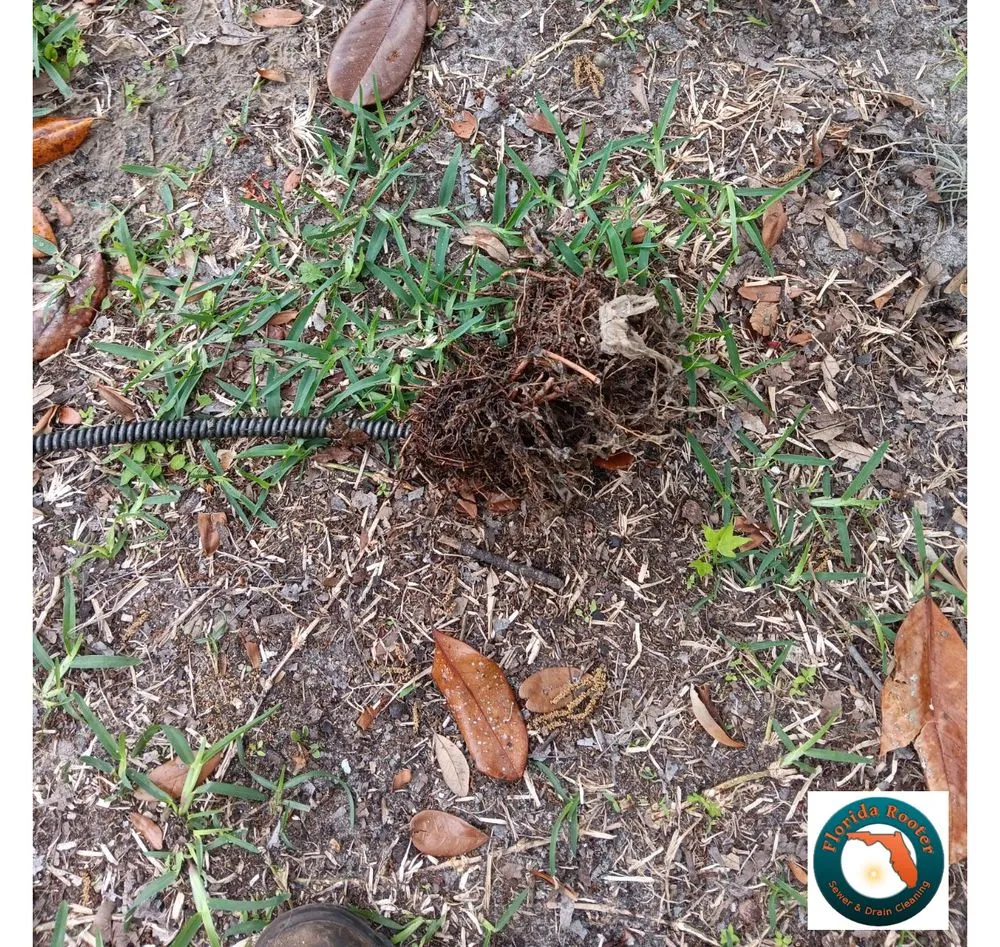 Slide of Florida Rooter