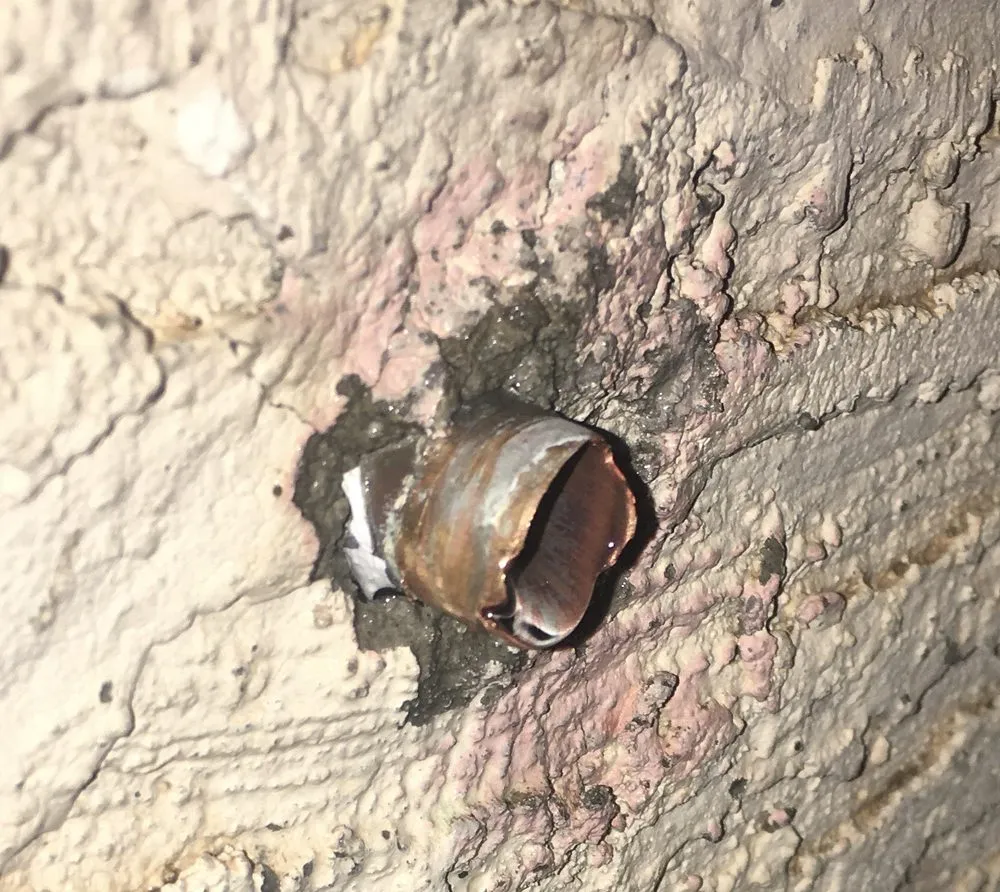 Slide of Flush It LLC