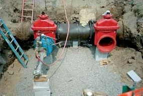 Slide of Fox Tapping