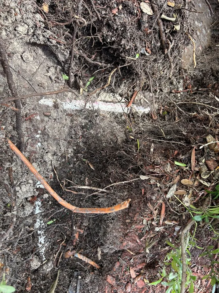 Slide of Gambino Service