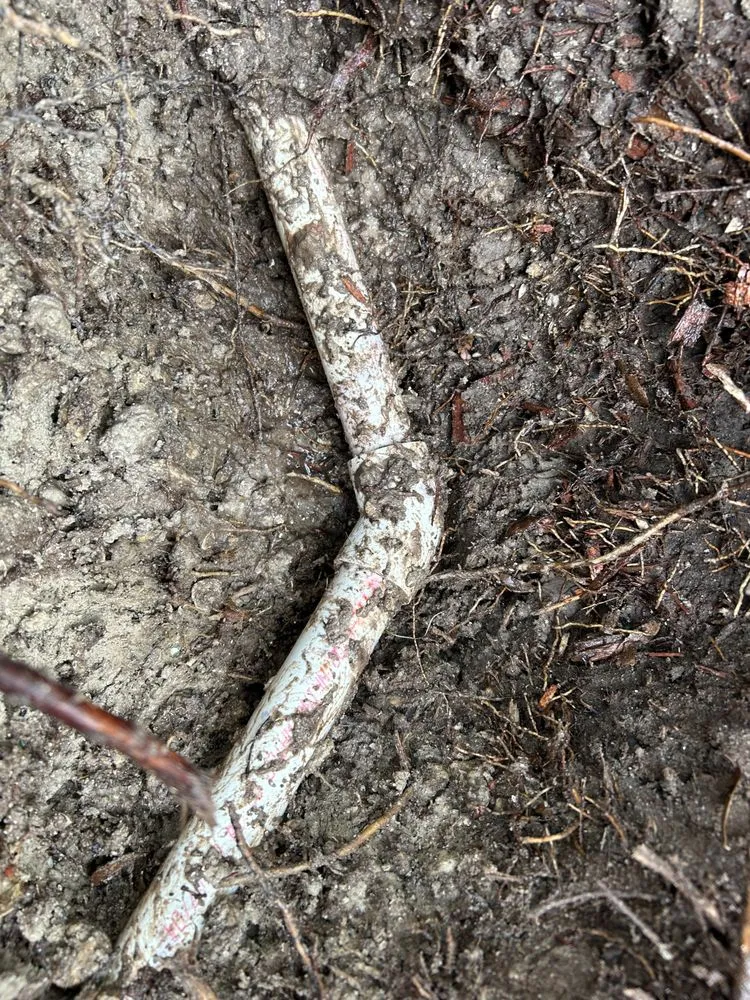 Slide of Gambino Service