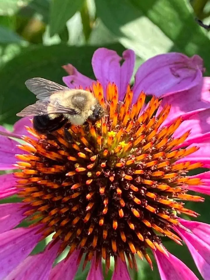 Slide of Garden Glow