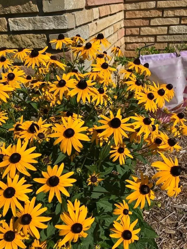 Slide of Garden Glow