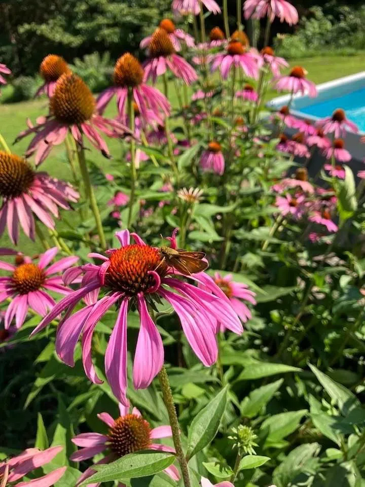 Slide of Garden Glow