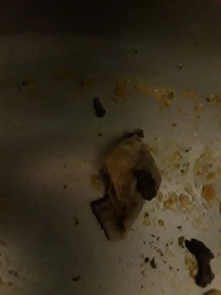 Slide of Gizmo's Drain Service