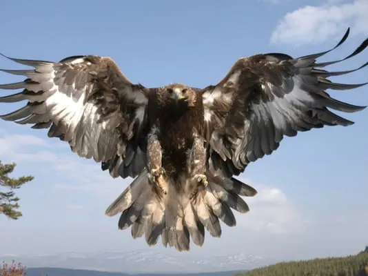 Golden Eagle Plumbing Logo