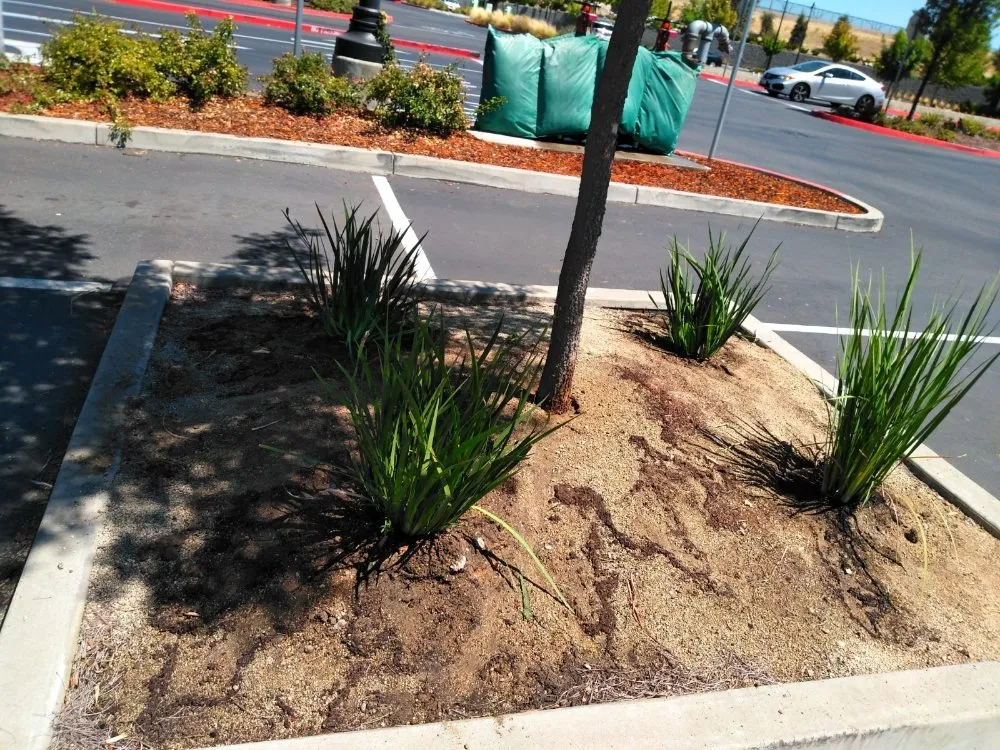 Slide of Gonazalez Landscaping & Services