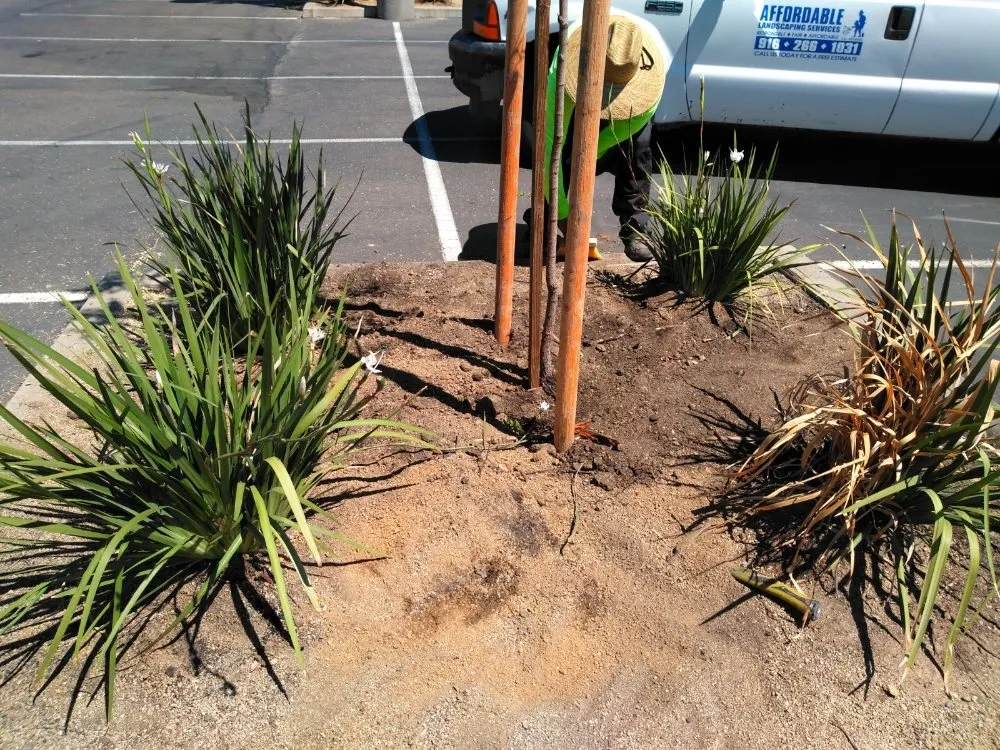 Slide of Gonazalez Landscaping & Services