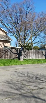 Gonazalez Landscaping & Services Logo