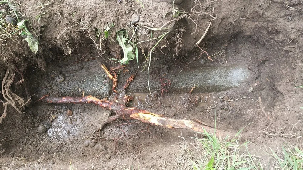 Slide of Gray's Rooter