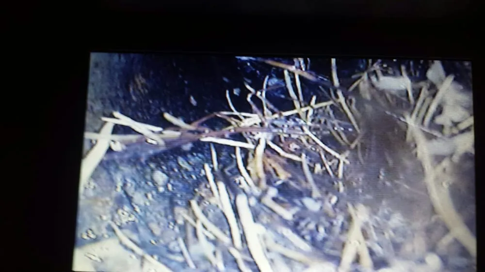 Slide of Gray's Rooter