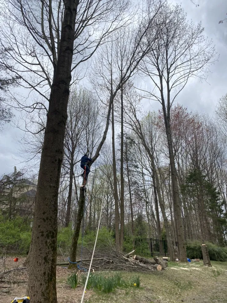 Slide of Green Landscaping