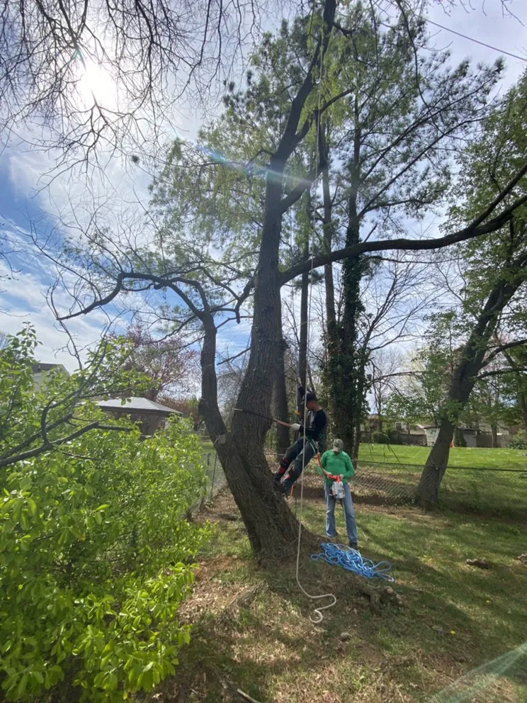 Affordable drain cleaning in Sterling, VA by Green Landscaping