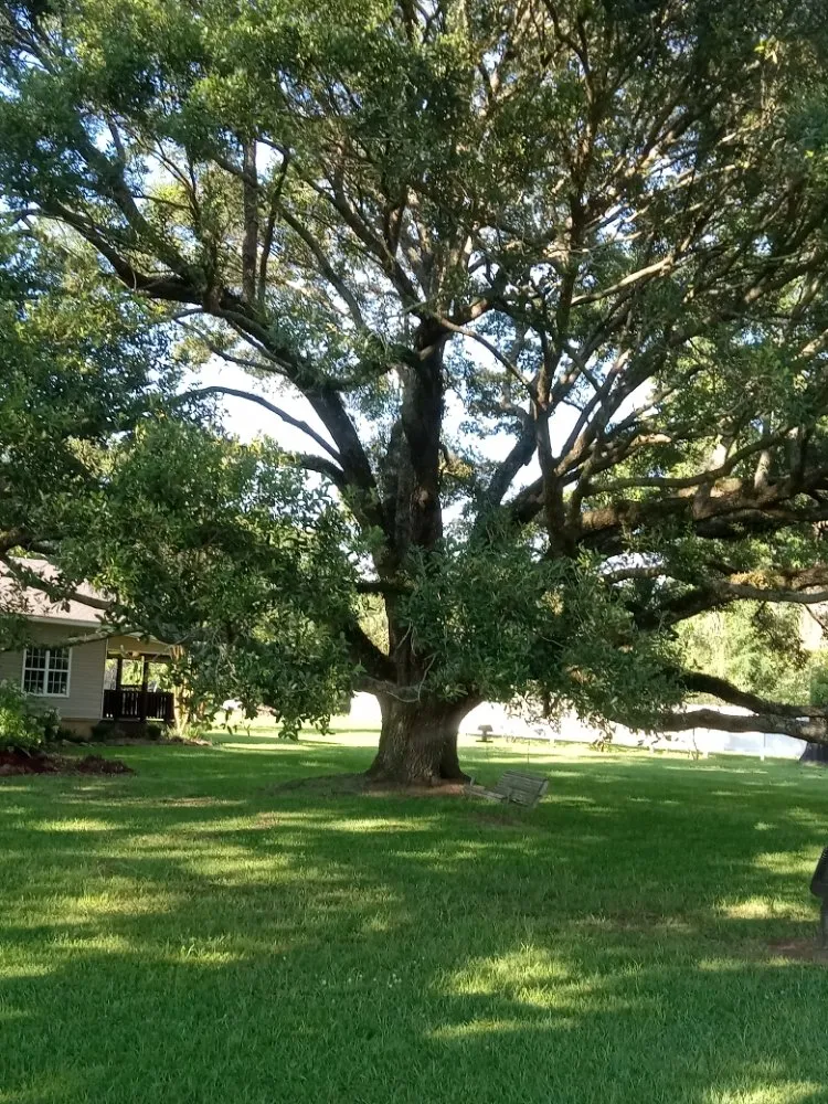 Quality leak detection service in Ball, LA - Greenspace Lawn Care And Home Maintenance