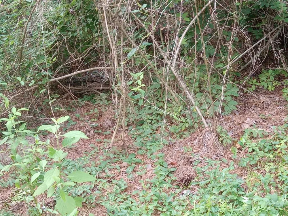 Slide of Greenspace Lawn Care And Home Maintenance