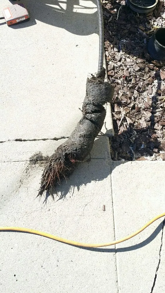 Slide of Hammond's Rooter