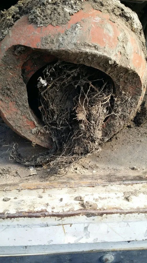 Slide of Hammond's Rooter