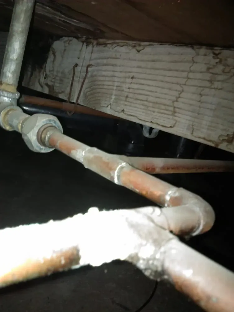 Slide of Happy Rooter