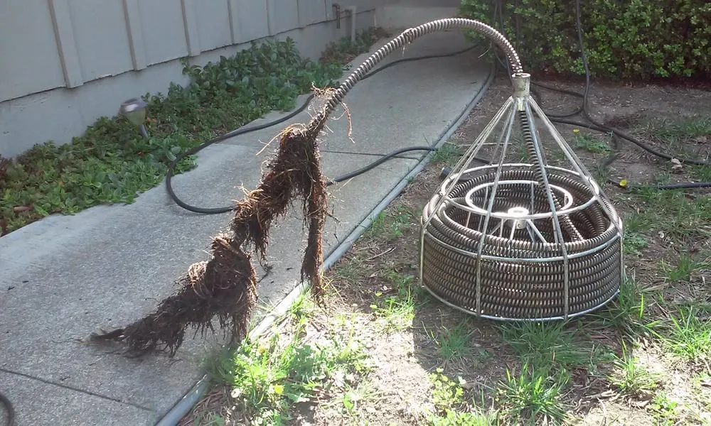 Slide of Happy Rooter