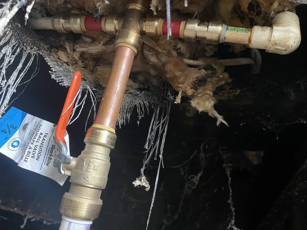 Slide of Happy Rooter