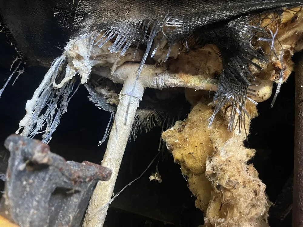 Slide of Happy Rooter