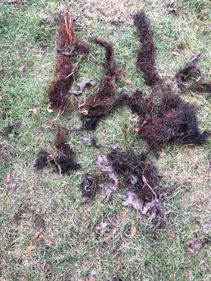 Slide of Harold's Rooter Service