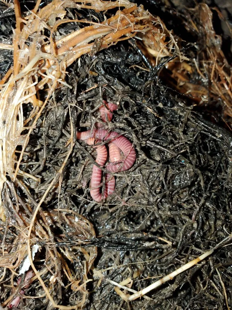 Slide of HD Drain Cleaning