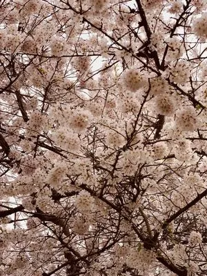 Heafey's Plumbing Logo