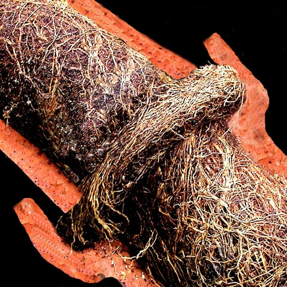 Slide of Hey Dude Plumbing