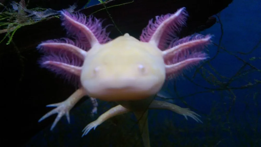 Slide of Home Services of the Triad