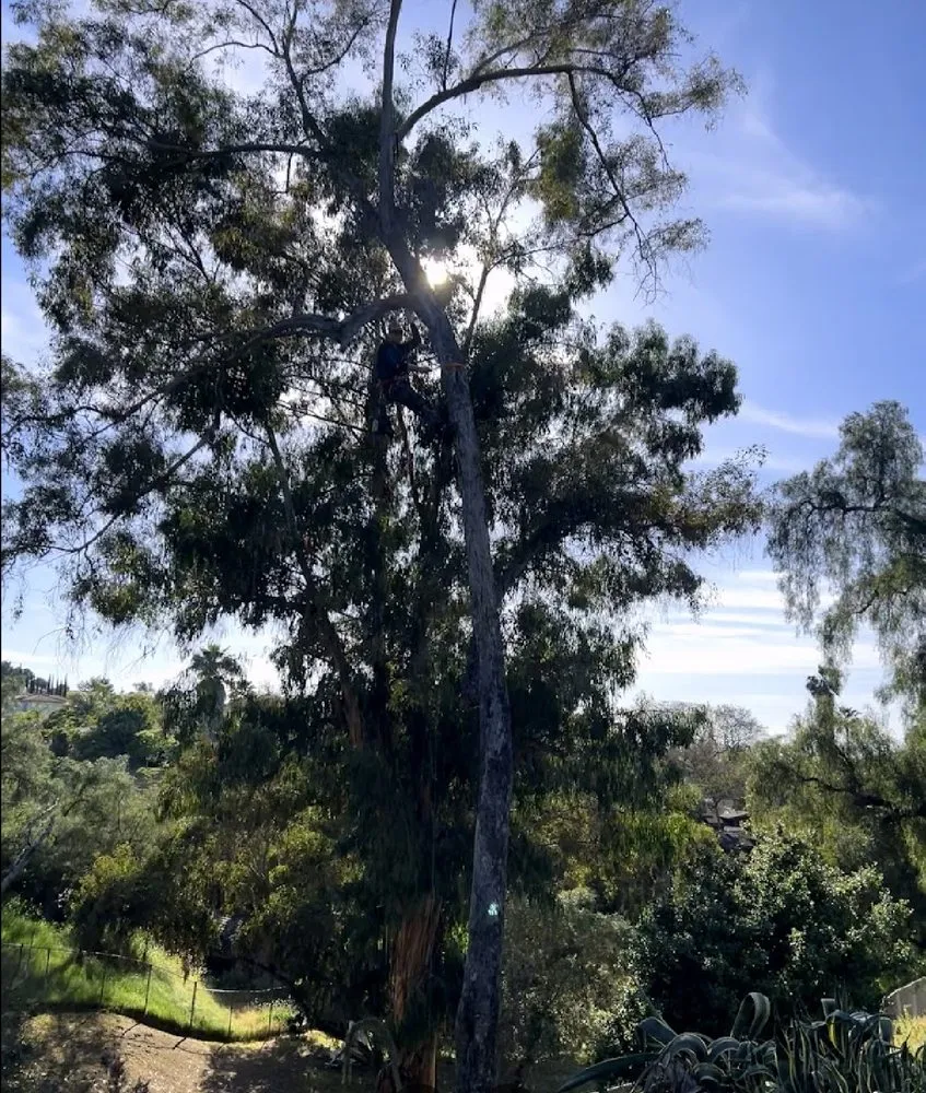 Slide of Honey Do Done