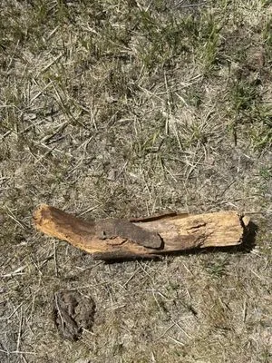 Ideal Trenching & Septic Service Logo