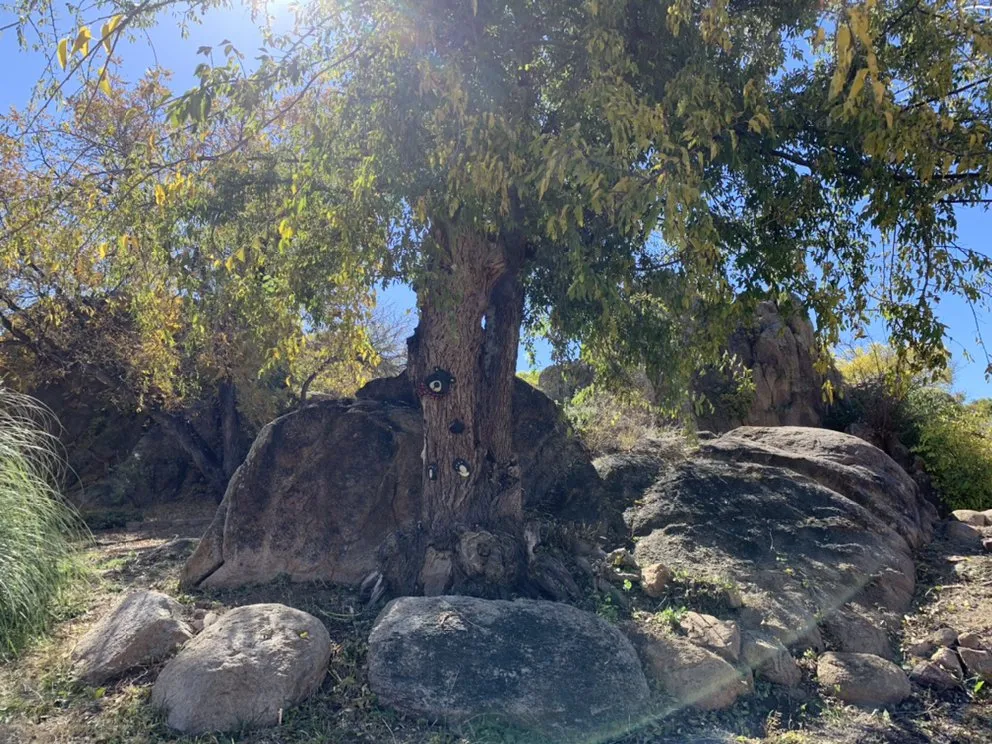 Slide of If You Can’t We Can!