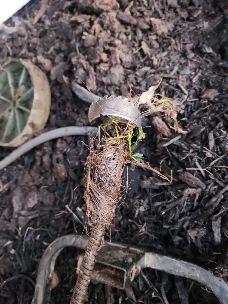 Slide of Iggy's Plumbing