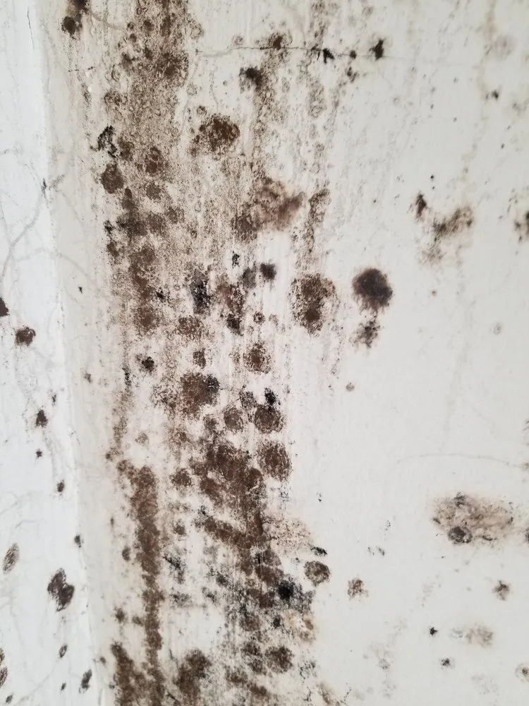 Reliable drain cleaning service in San Marcos, CA - Inspection Detection Connection