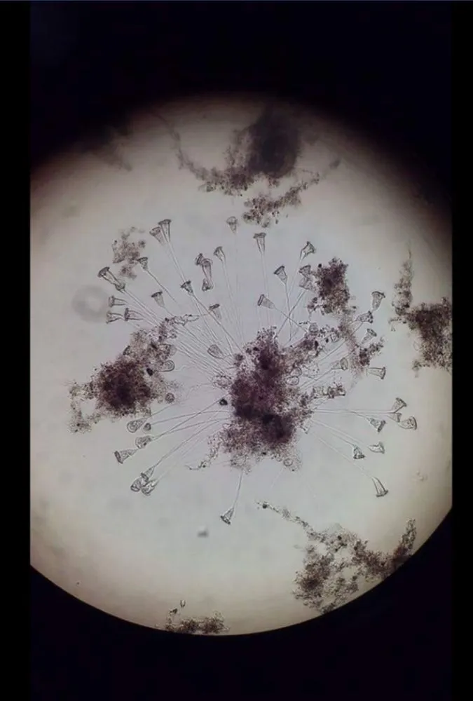 Slide of Invictus H2O