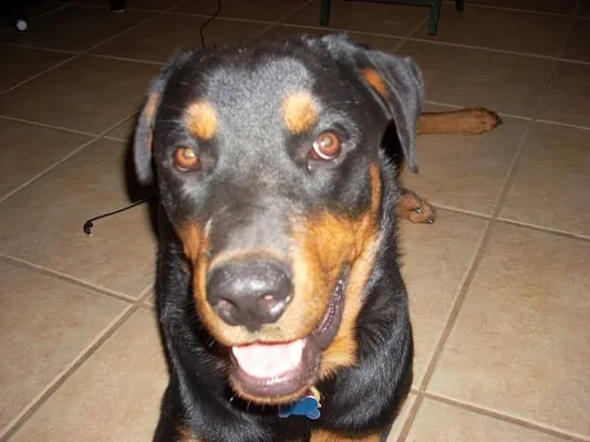 Ironman Plumbing Services Co Logo