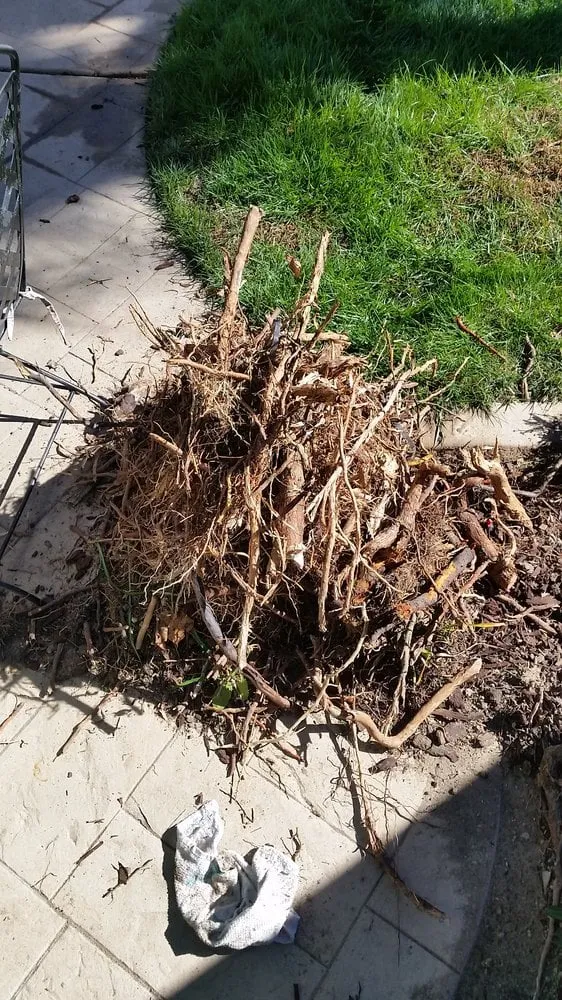 Emergency drain cleaning for homes in Carlsbad, CA by Irritech Sprinkler Repair