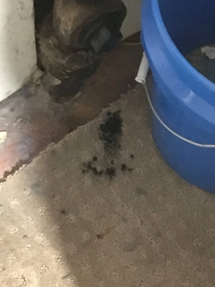 Slide of Jake The Snake Drain Cleaning