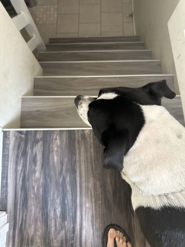 Affordable emergency plumbing for homes in Elmwood Park, IL by JP6 Enterprise Handyman Services, LLC