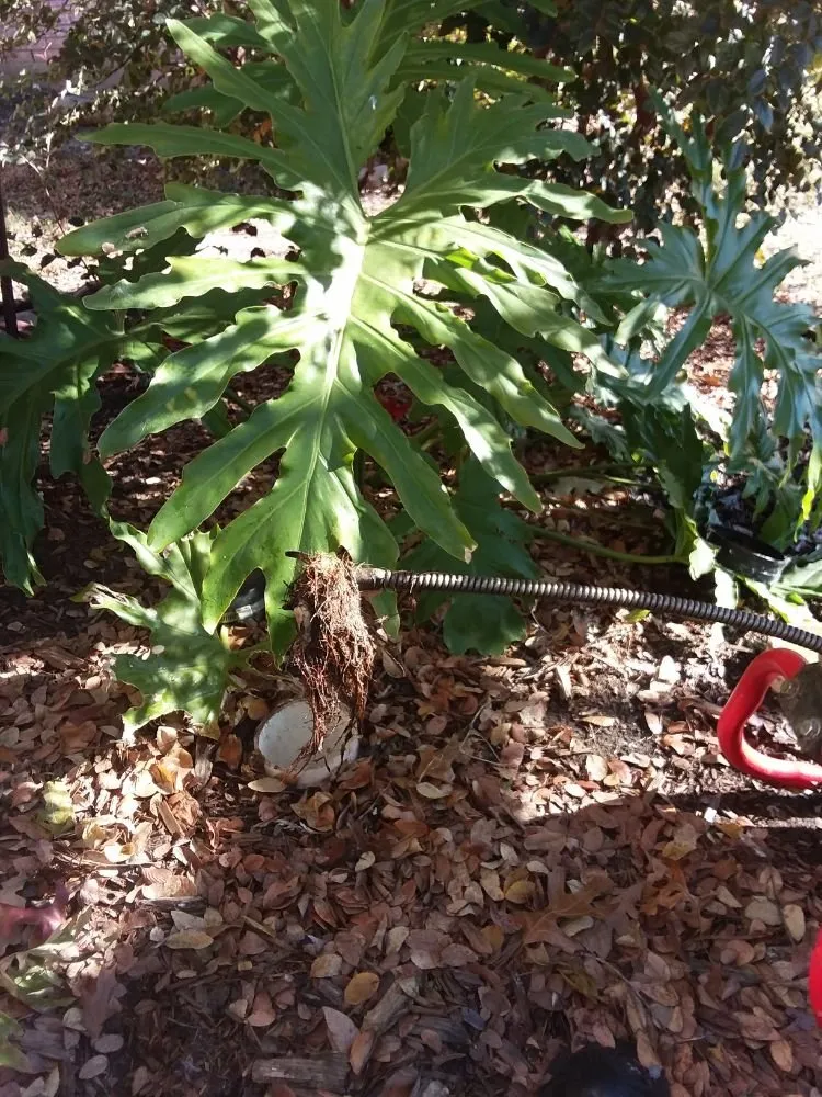 Trusted drain cleaning in Dallas, TX by Just Sewer and Drain