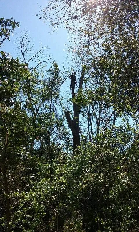 Slide of Klean Kutt Tree Service