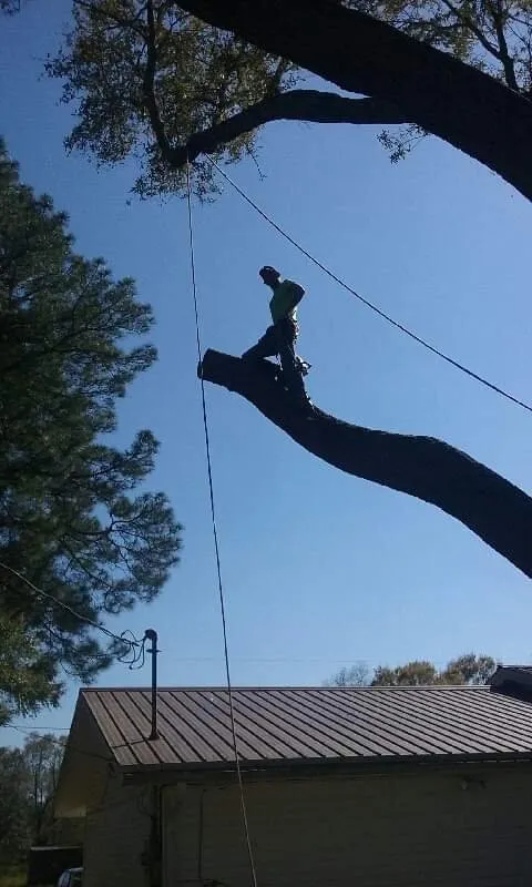 Slide of Klean Kutt Tree Service